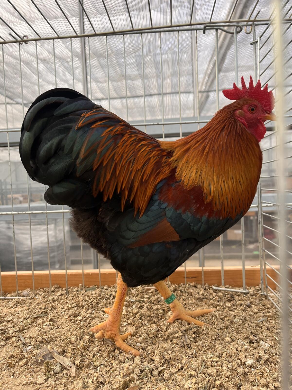 Zwerg Plymouth Rock rebhuhnfarben gebändert Bruteier 3