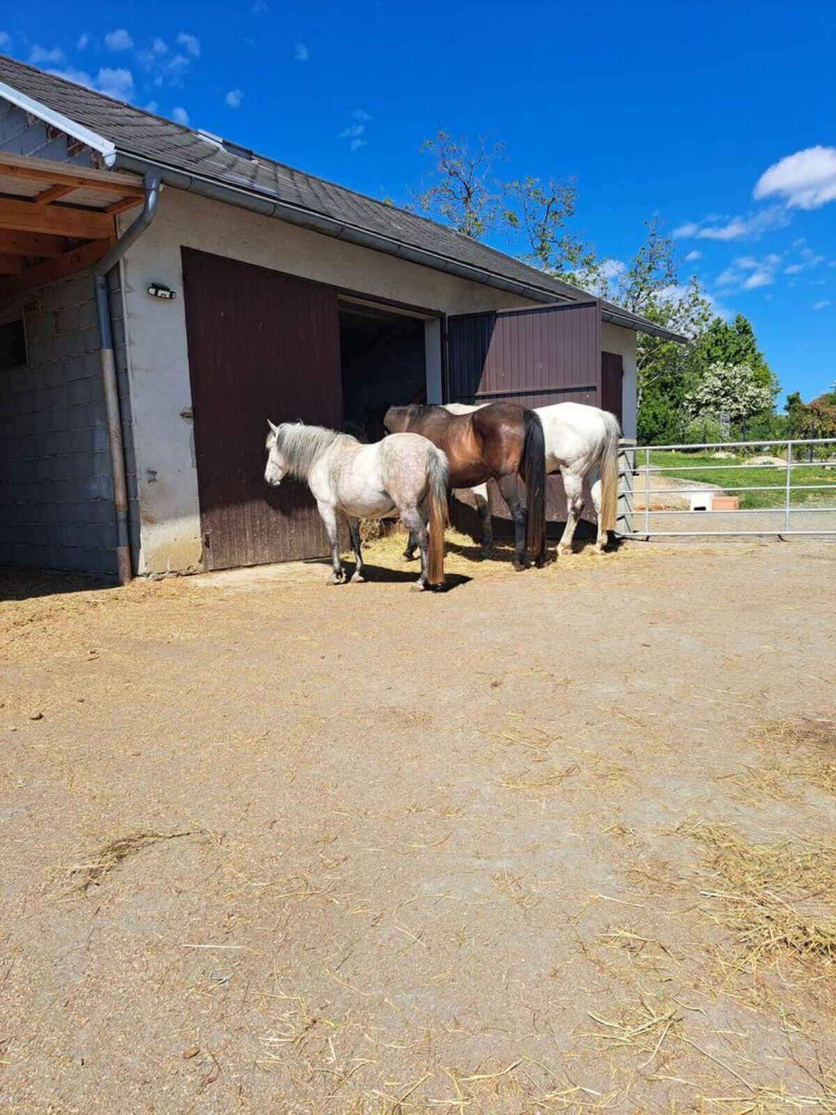 Einstellplatz (Offenstall) 2