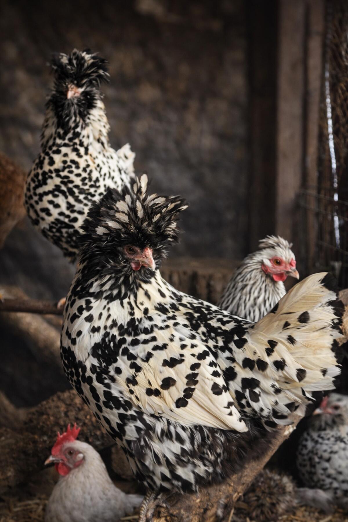 Hennen suchen ein neues Zuhause 3