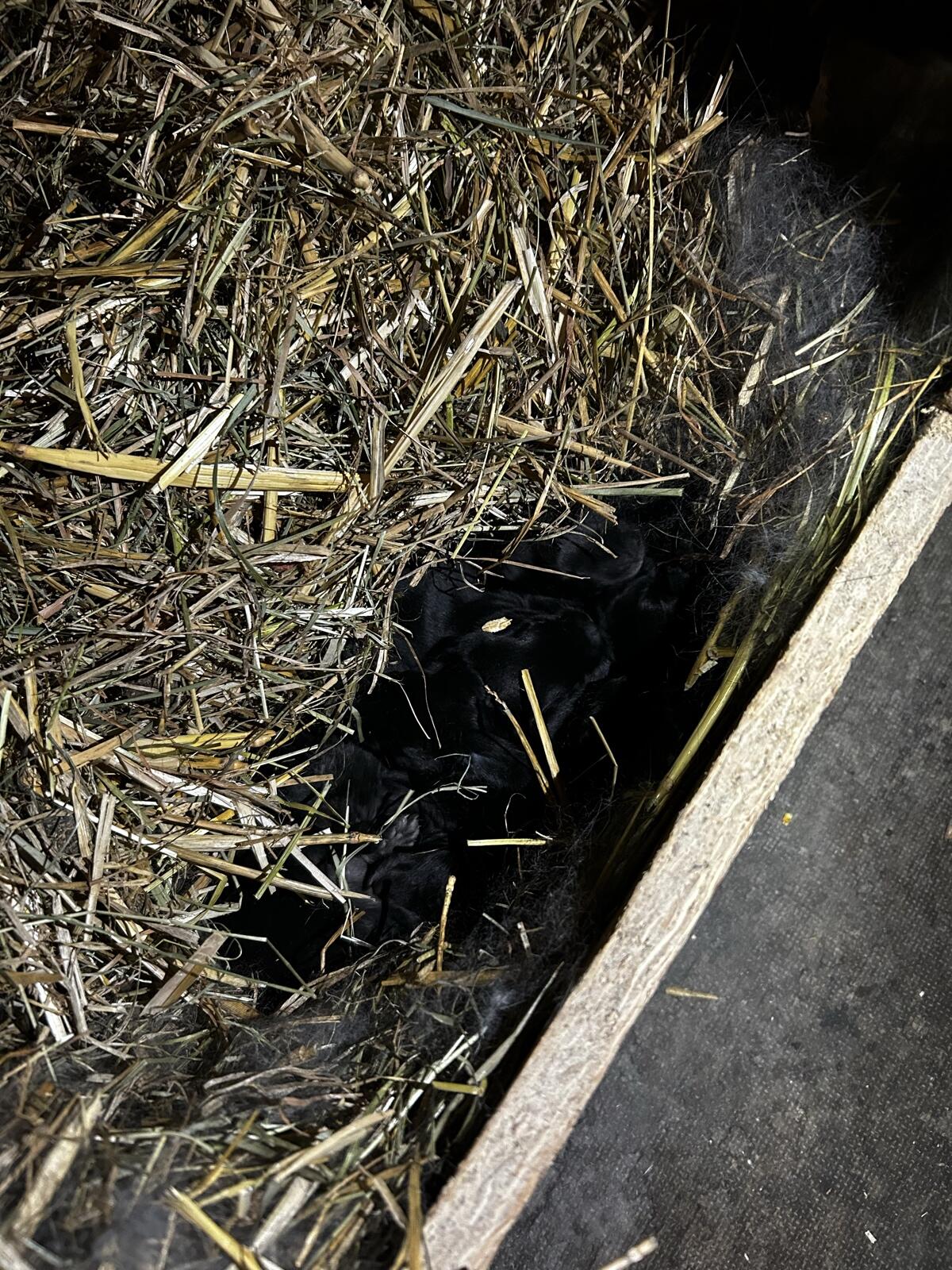 Verkaufe Rießenschecken Hasen 2