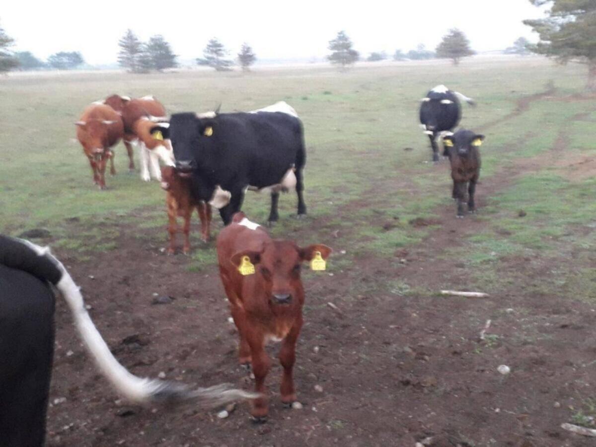 Tux-Zillertaler Kühe, Kalbinnen und Zuchtstiere 2