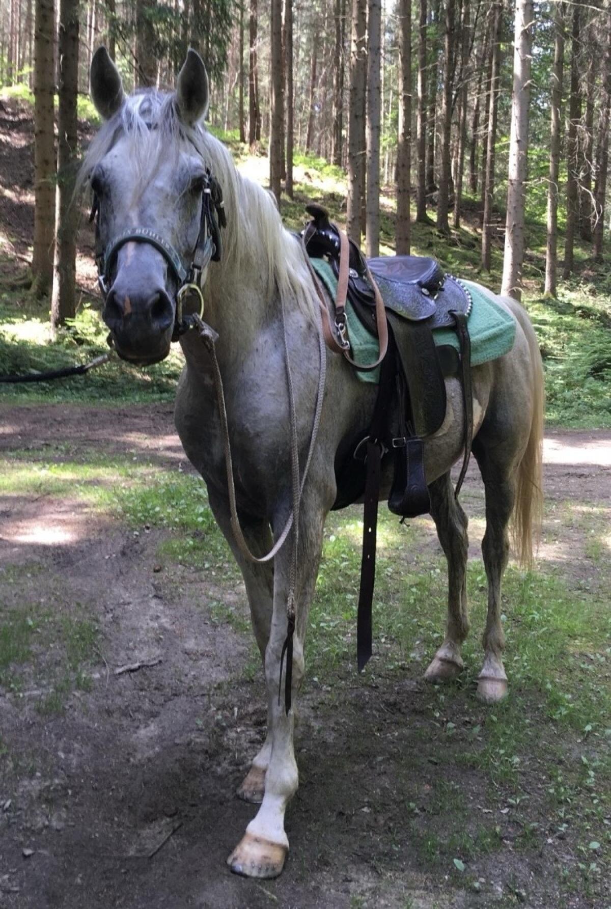 Vollblutaraberhengst zu verkaufen 2