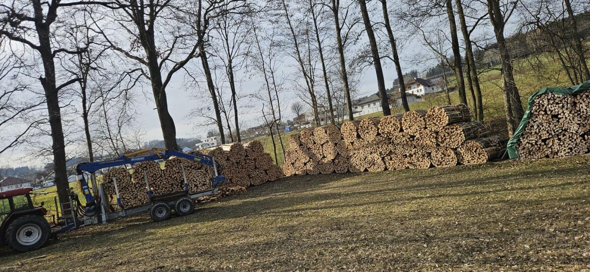 Brennholz 3