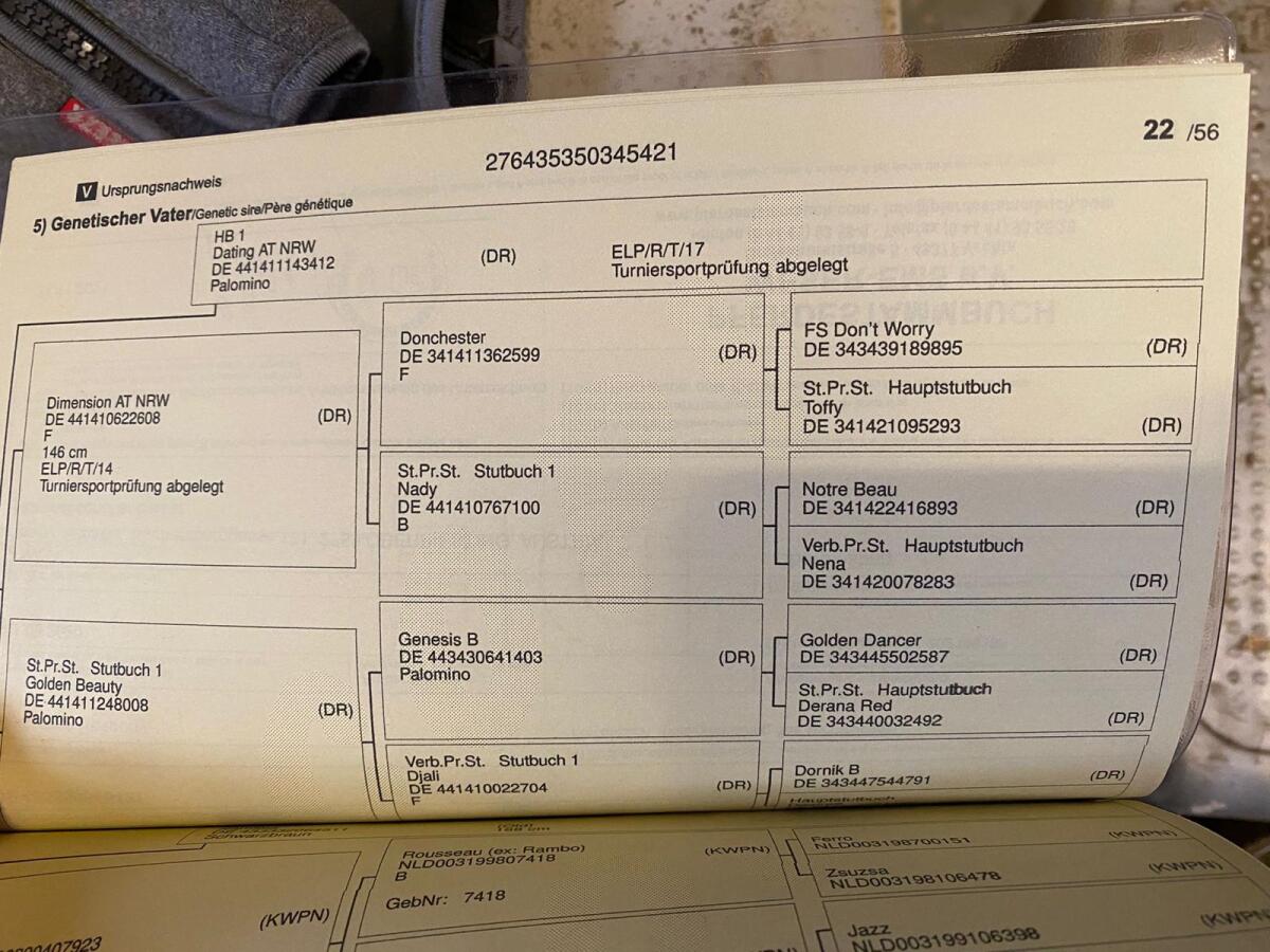 Naomi – Deutsche Reitponystute mit Top-Abstammung 3