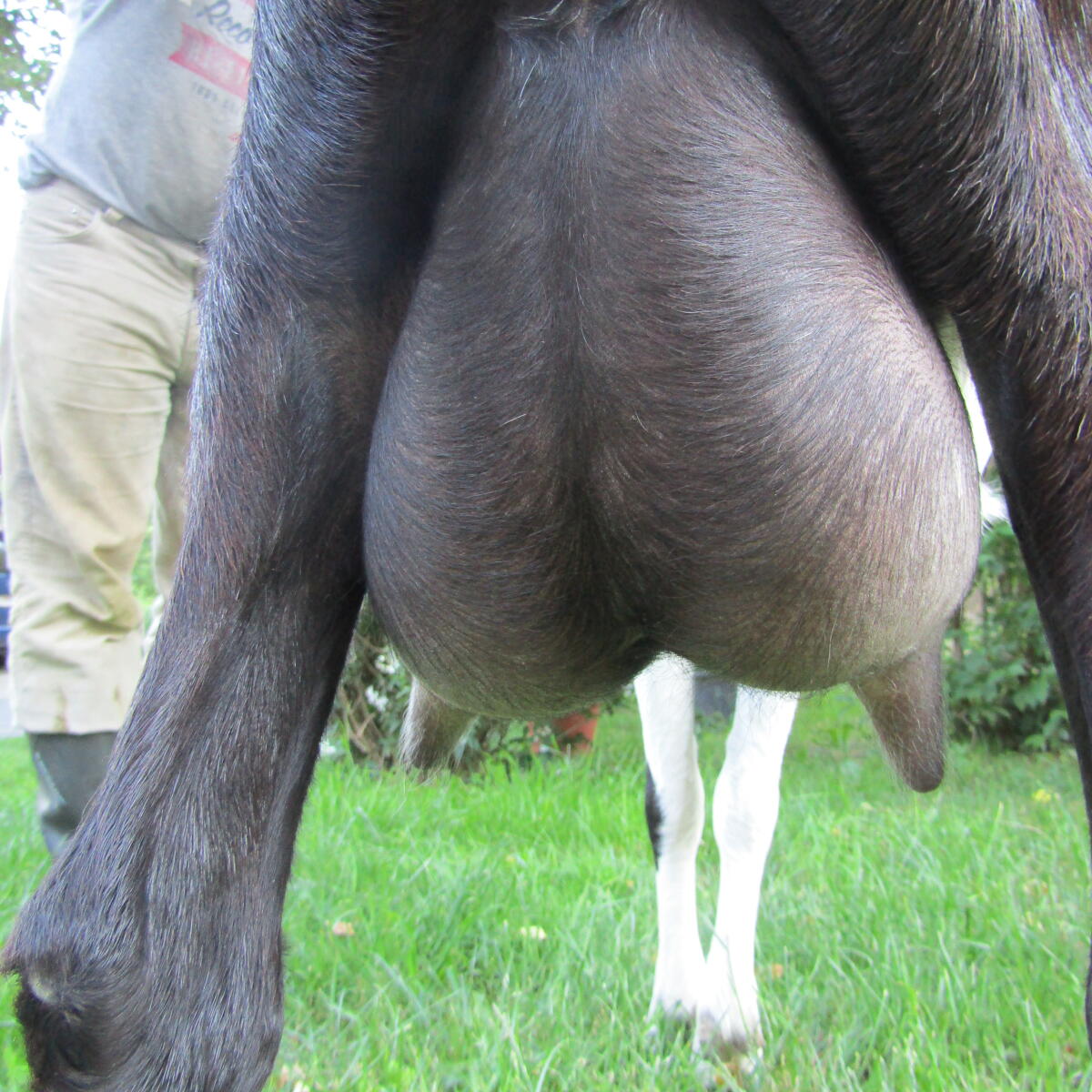 Anglo Nubier Kitze 2