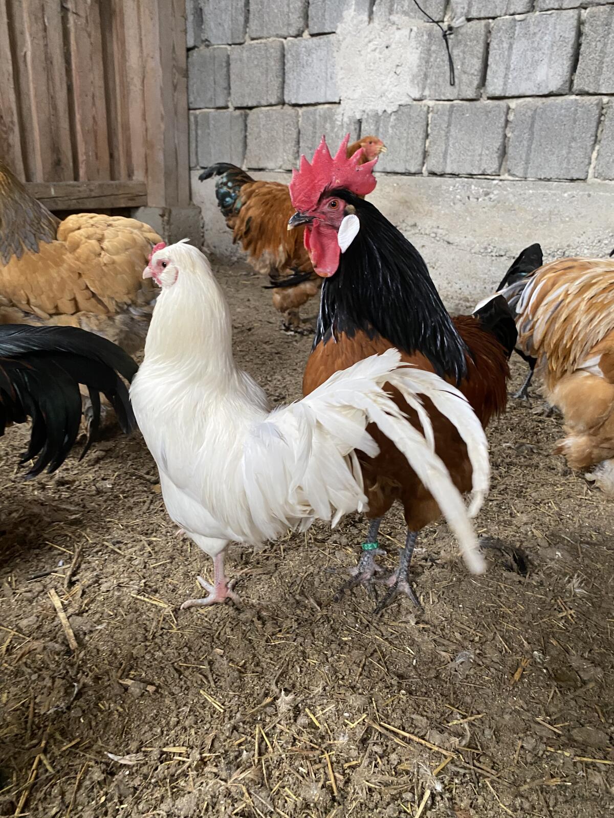 Hähne verschiedener Rassen 3