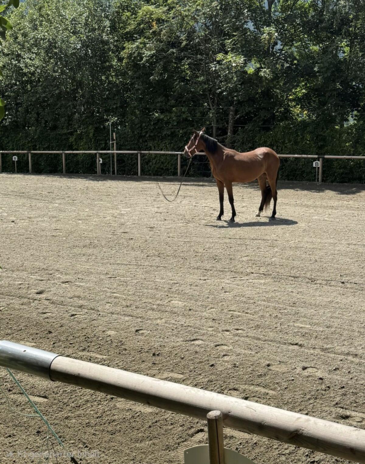 Deutsche Traberstute Happy Day Star 2