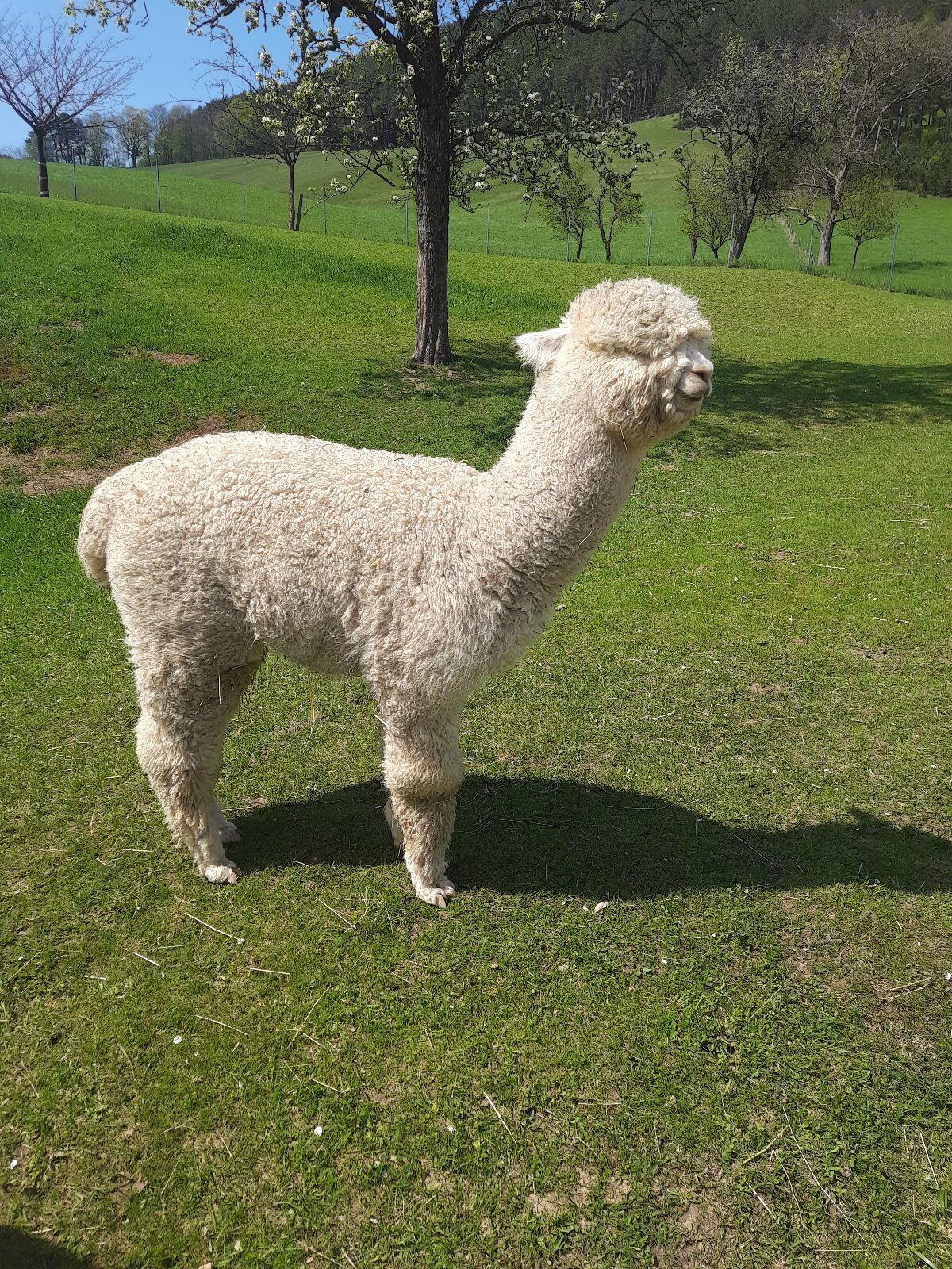 Alpaka 2
