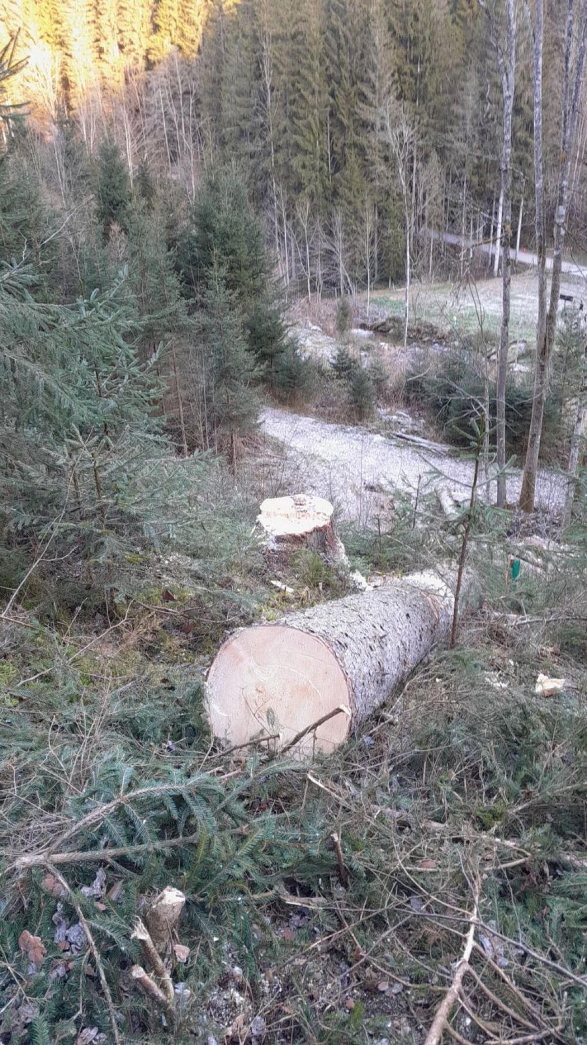 Schnittware, Bauholz 2