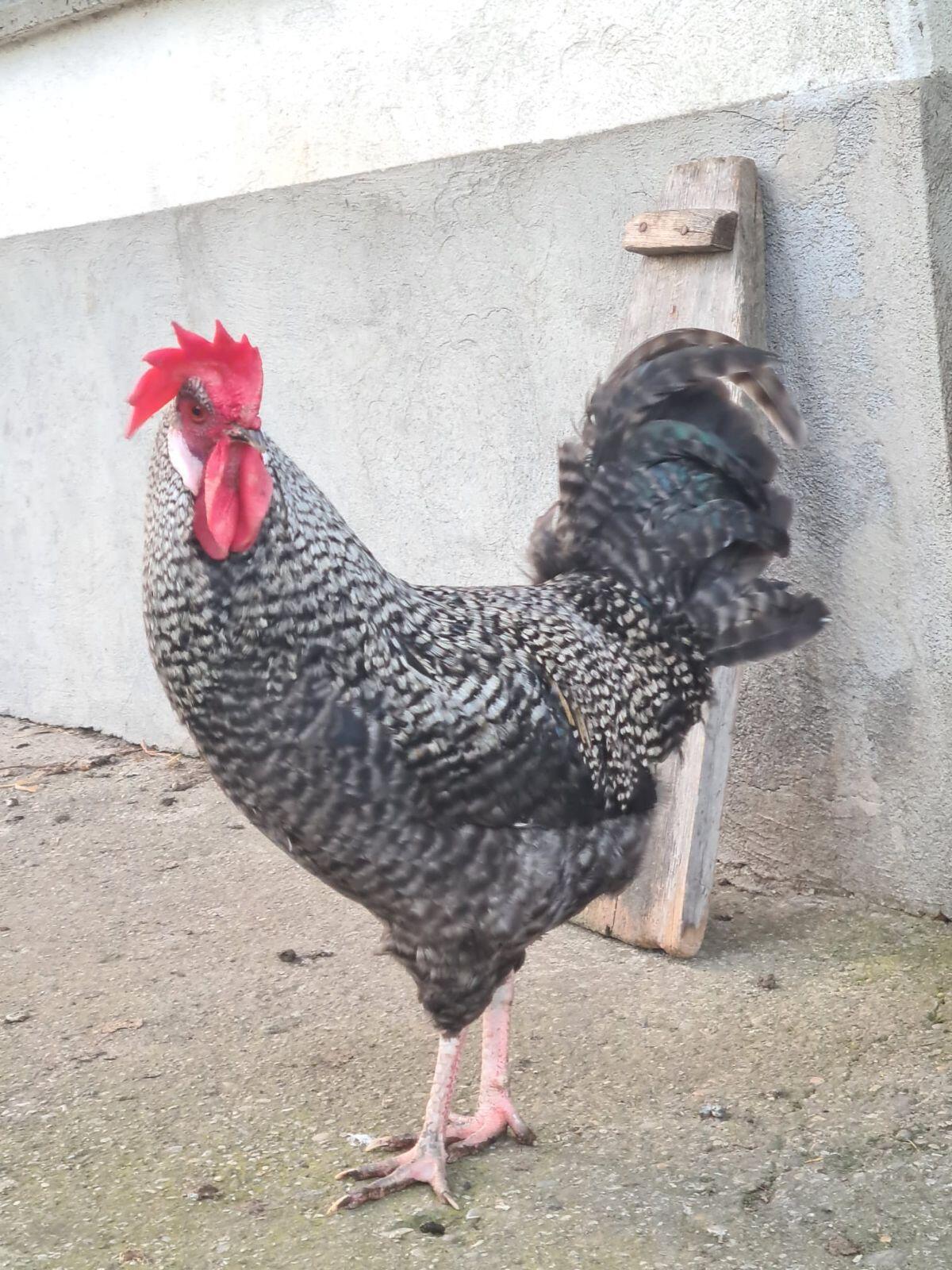 Junger Hahn abzugeben 3