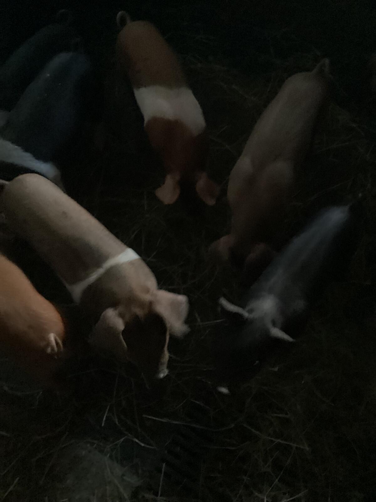 Schwäbisch Hällisch-Duroc Ferkel 2