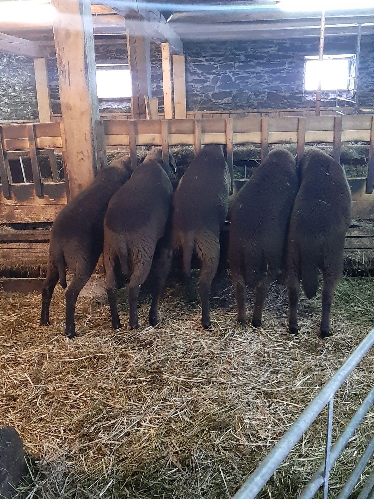 Braune Bergschafe frisch im HB aufgenommen 2