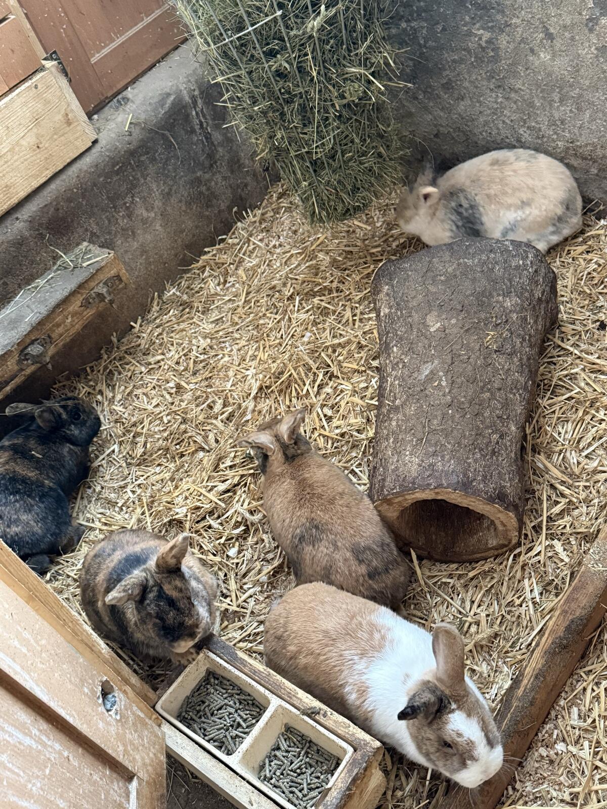 Jungkaninchen Farbenzwerg, Löwenkopf 3