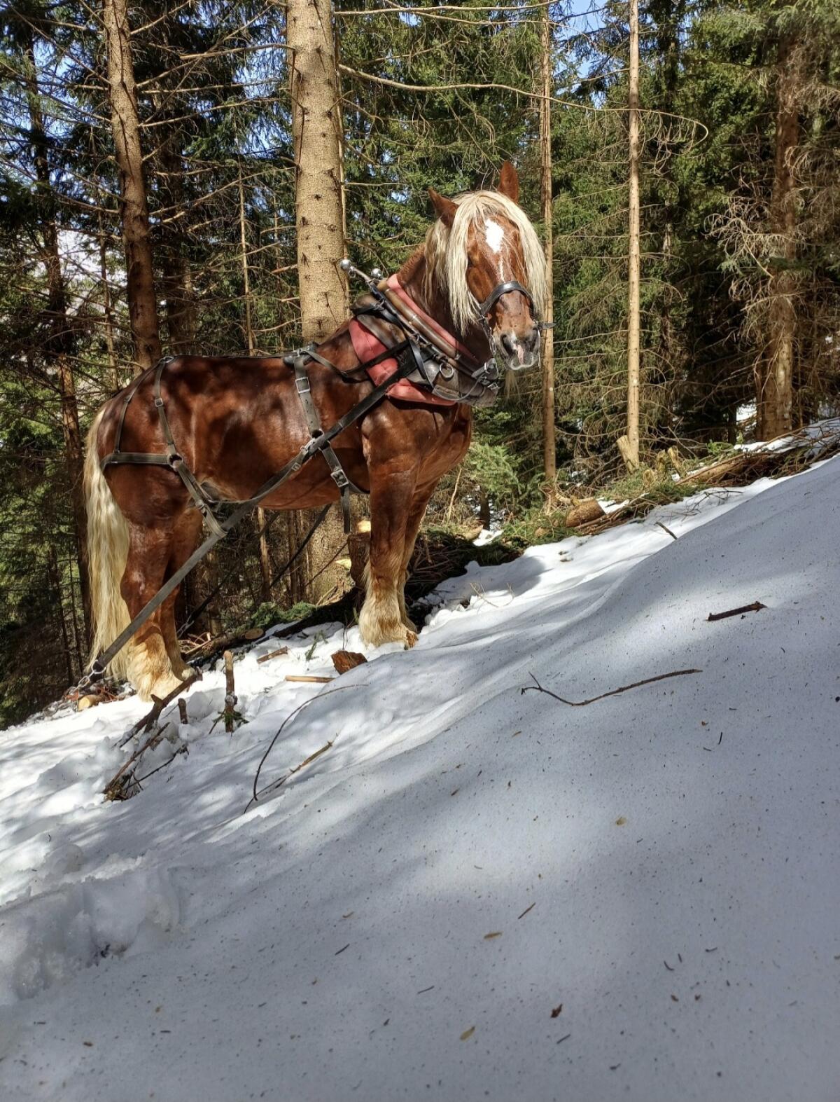 Gekörter Noriker Hengst Tonio Vulkan XVII 2