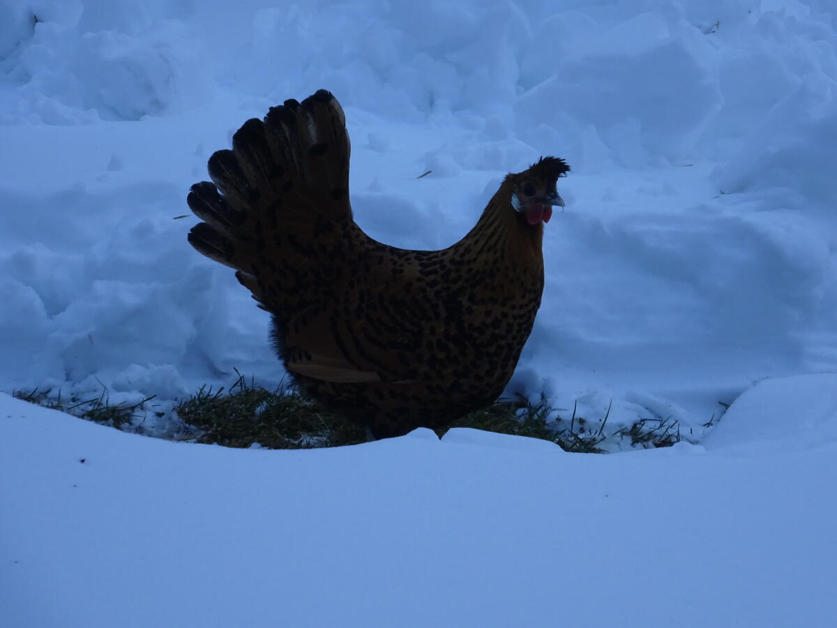Appenzeller Spitzhaube 3