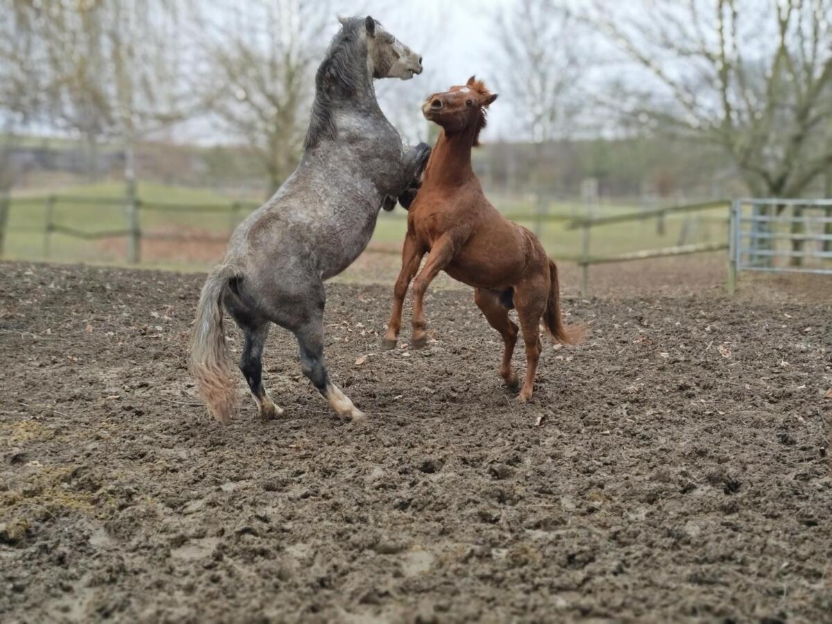 Freundlicher WB-Mix Wallach an Bestplatz zu vergeben! 2