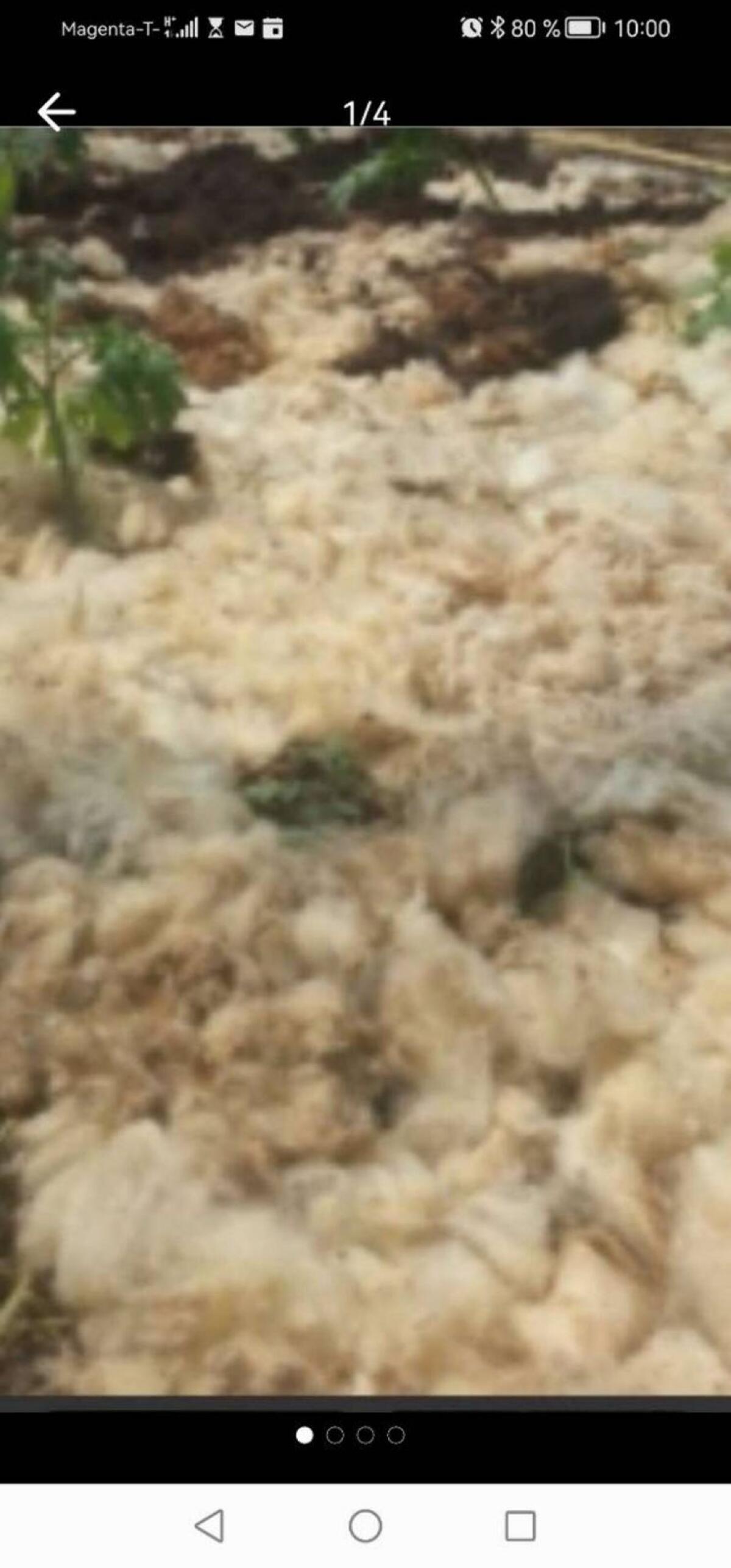 Schafwolle unbehandel 2