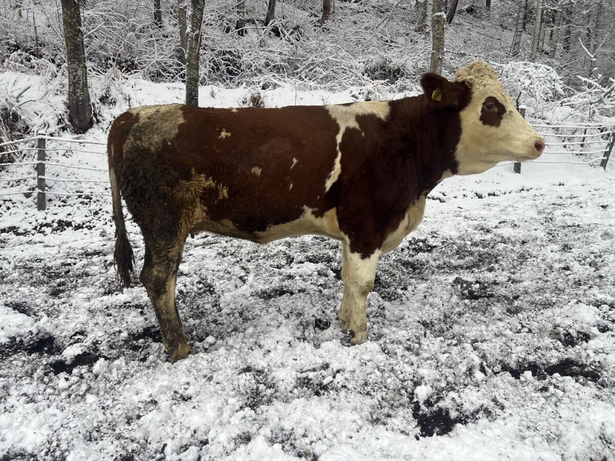 Zuchtkalbin, Fleckvieh, FL 2