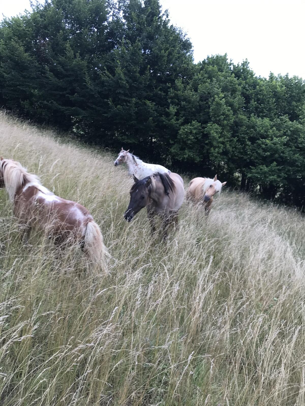Aufzuchtplatz für Junghengste und Wallache 2