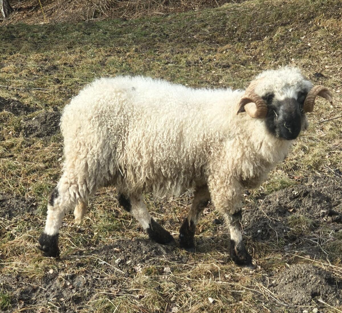 Walliser Schwarznasenwidder Herdbuch 1b 3