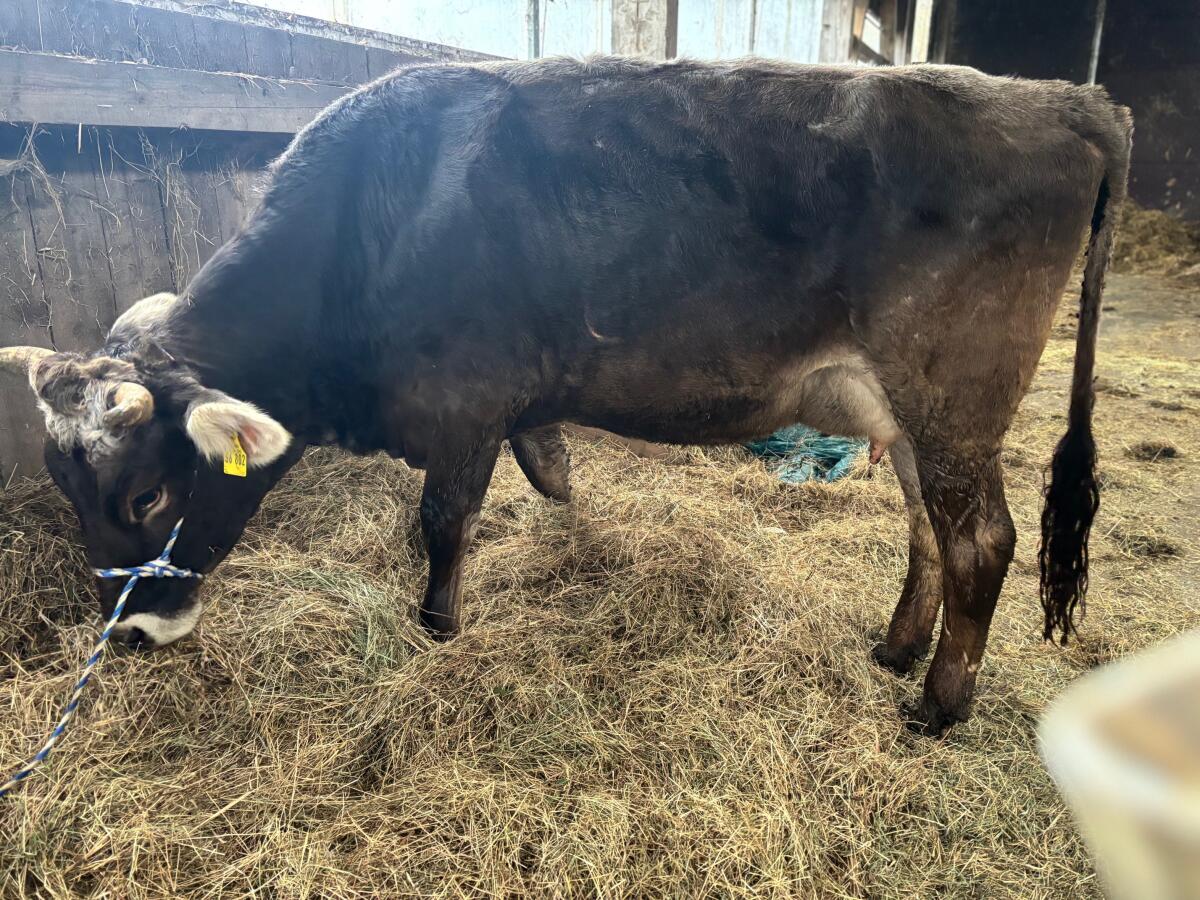 Bio Jungkuh - Braunvieh 2