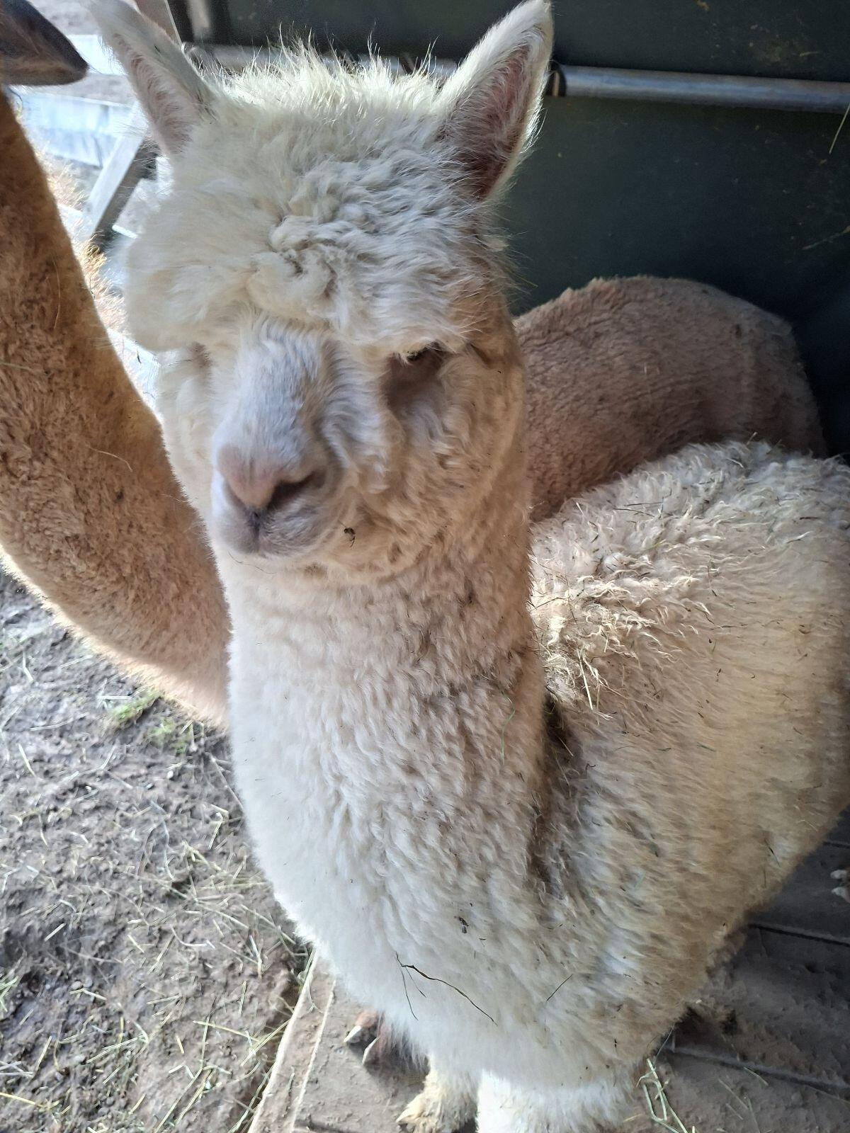Alpaka-Junghengste 2