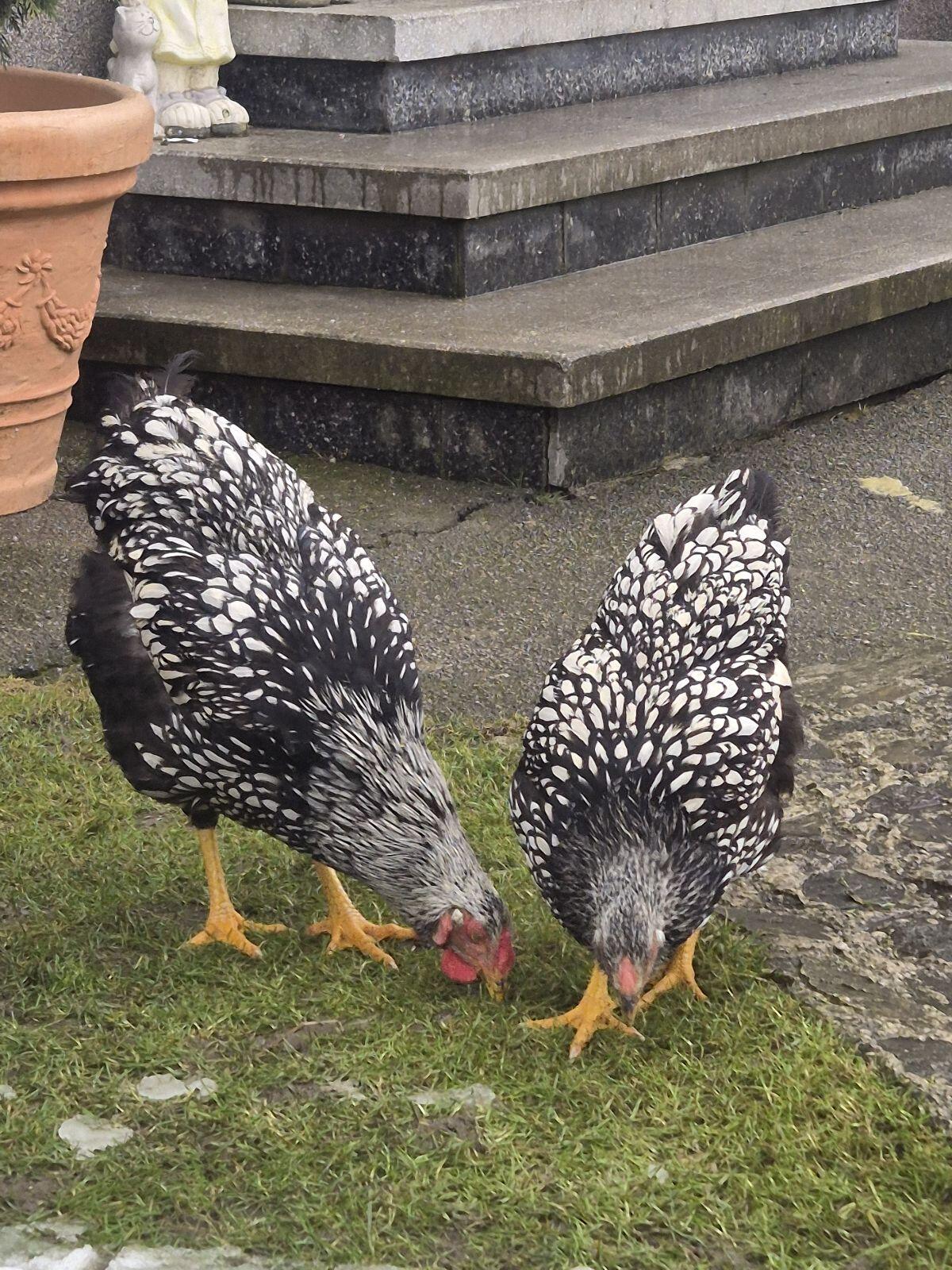Wyandotten zu verkaufen 3