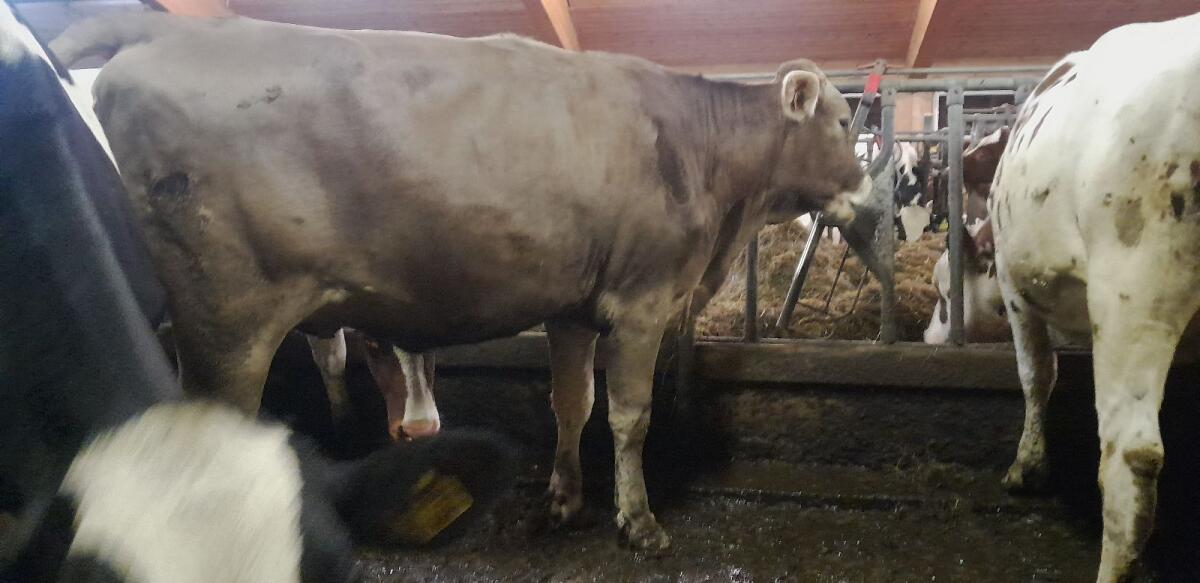 Verkaufe Braunviehkalbin 3