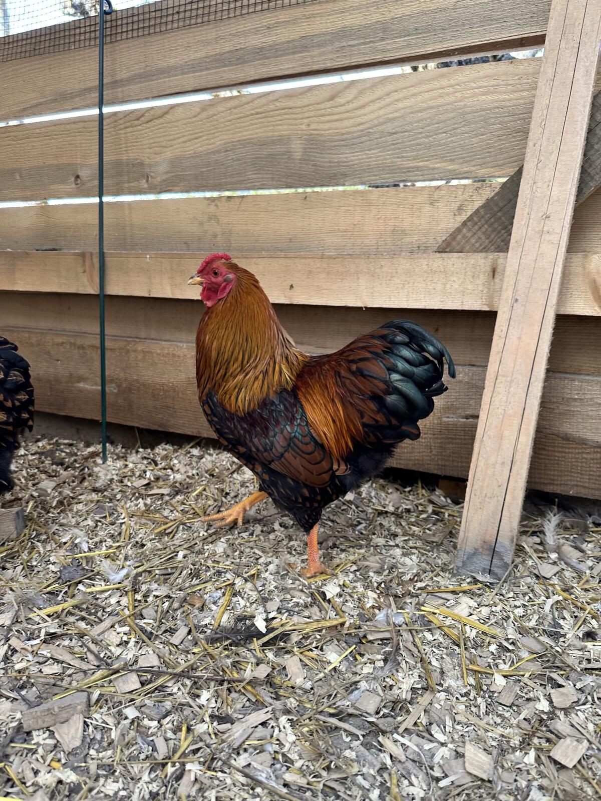 Zwerg Wyandotten Hahn 2