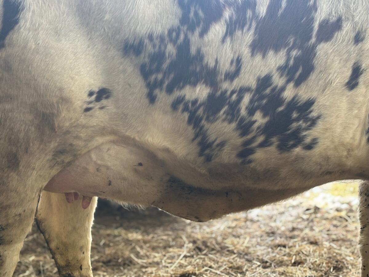 Bio Jungkuh - Rotbunt x Fleckvieh 2