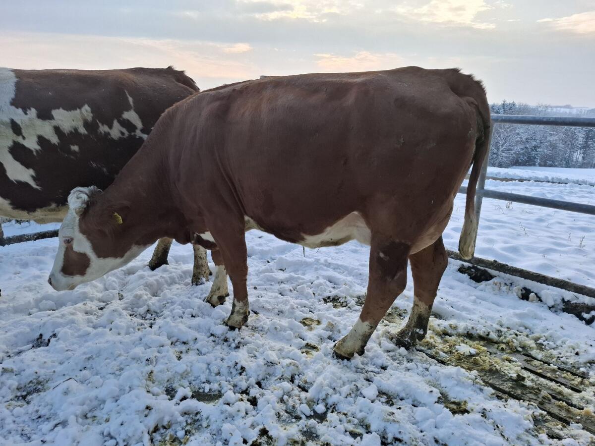 Bio Kühe trächtig 3