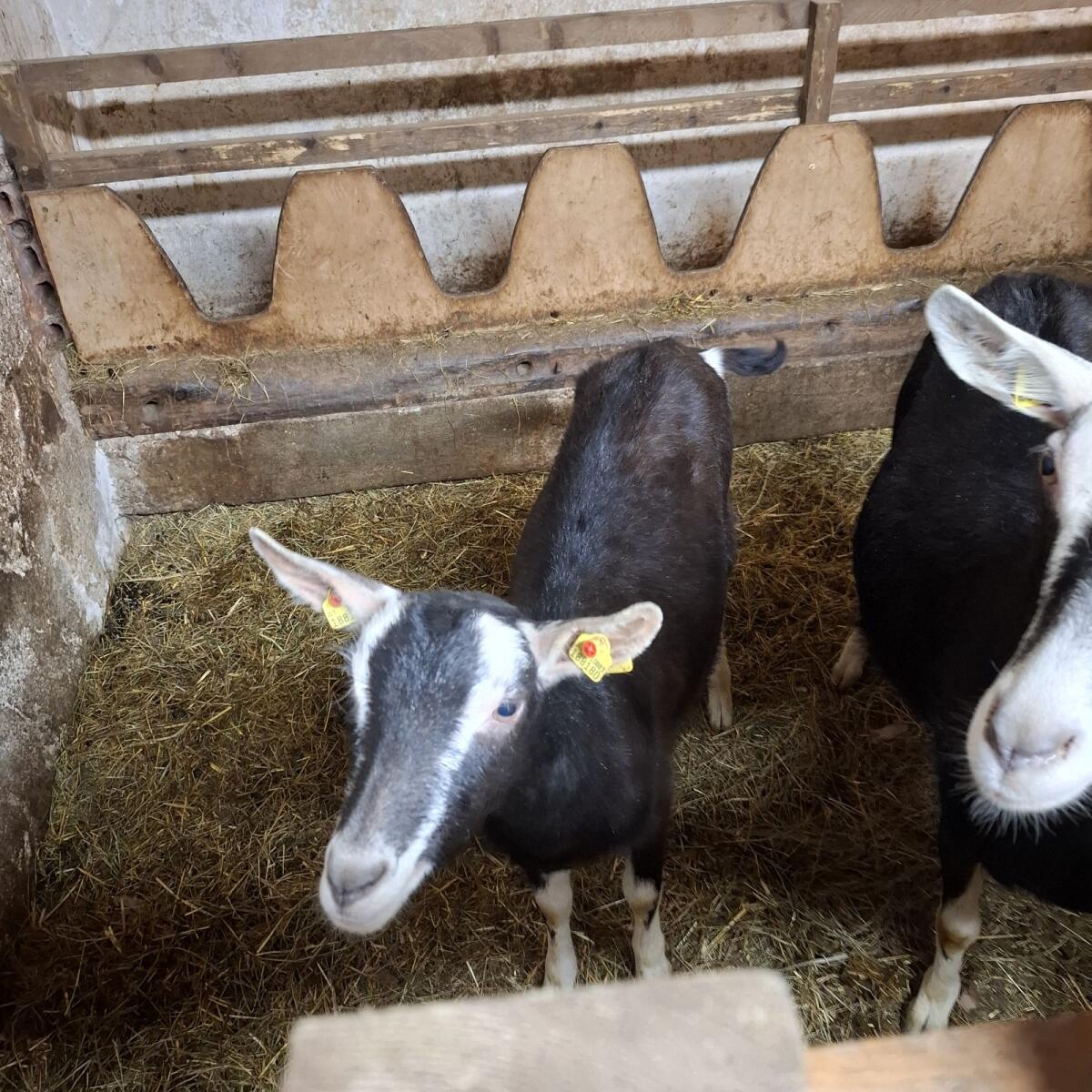 Bündner Strahlenziege genetisch hornlos 3