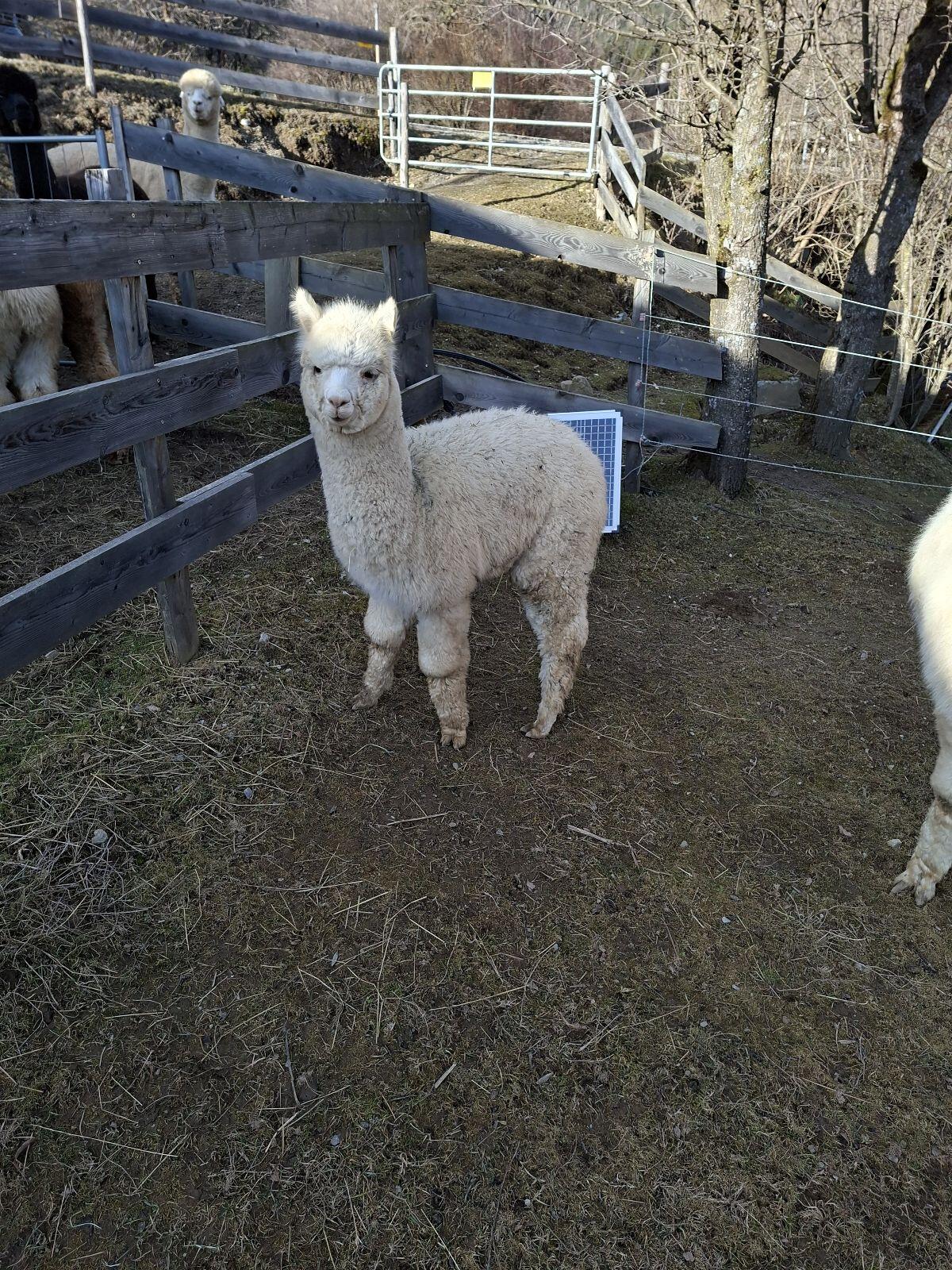 Alpaka-Junghengste 3