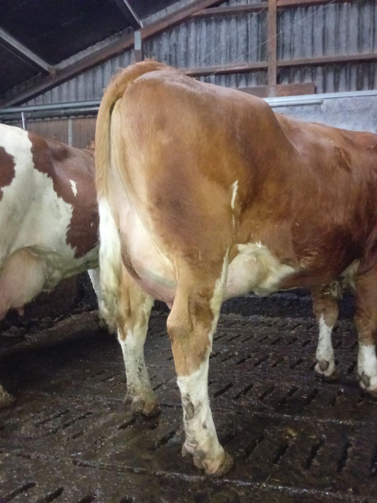 Fleckvieh Erstlingskuh 2