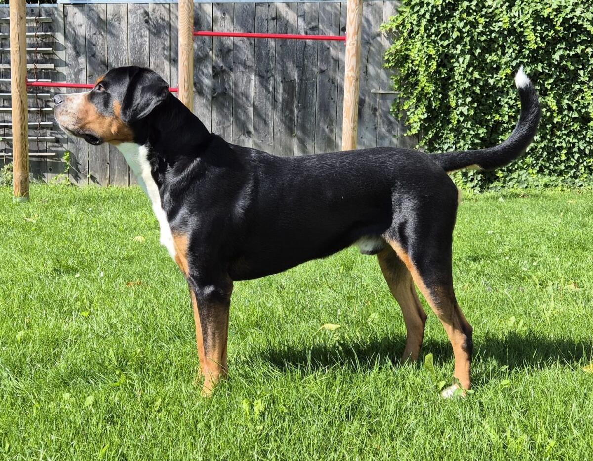 Große Schweizer Sennenhund Welpen 3