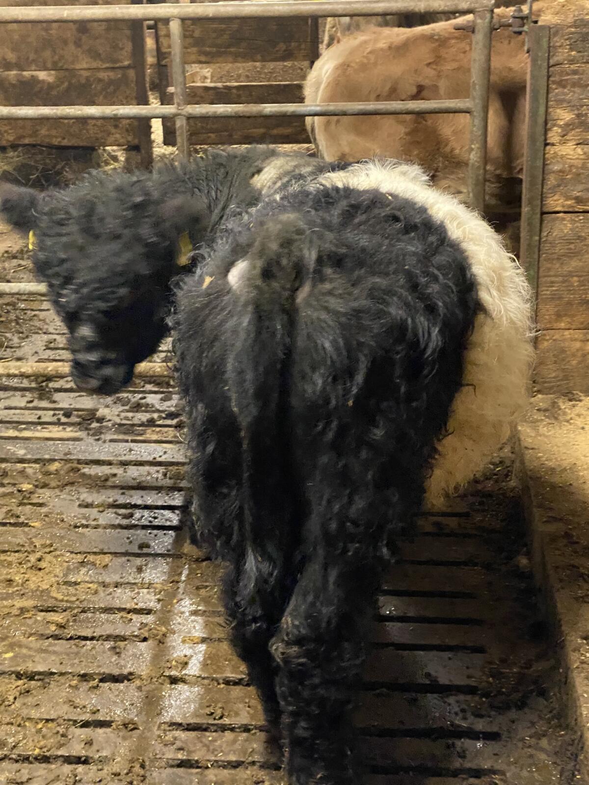 Verkaufe, Vermiete Bio Galloway Stier 2