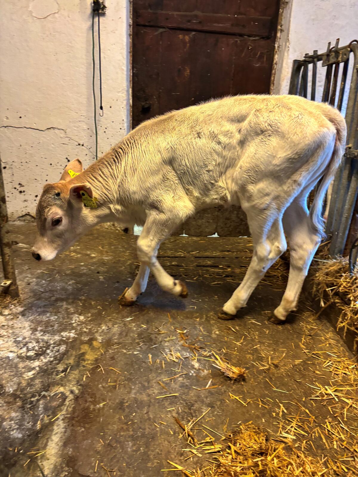 Bio Brown Swiss Kalb 2