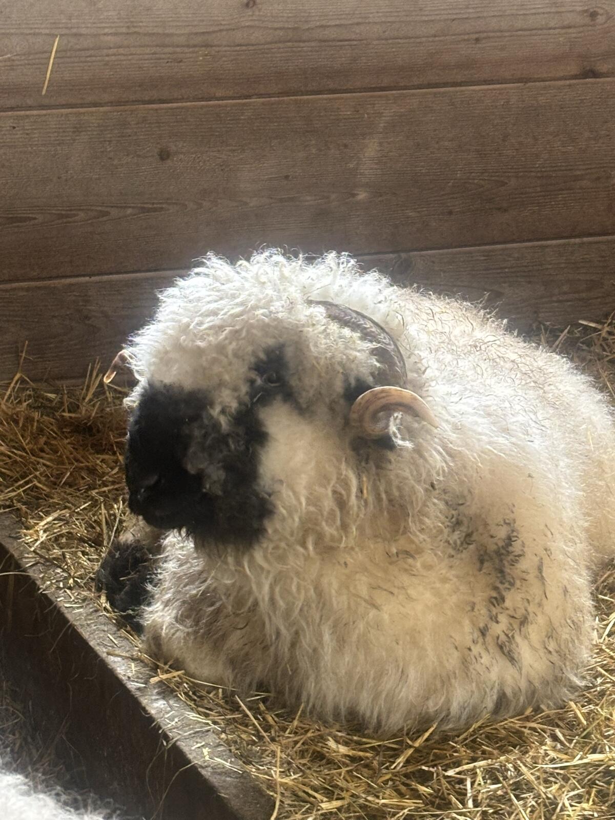 Walliser Schwarznasenschafe 2