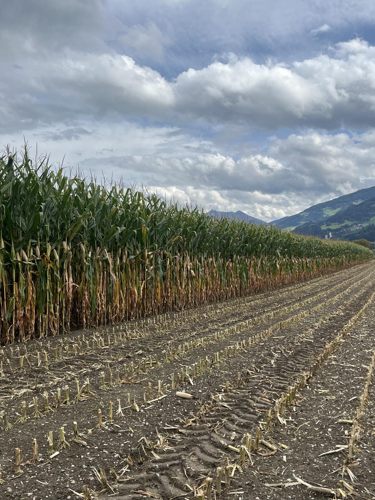 Maisballen Ernte 2025 2