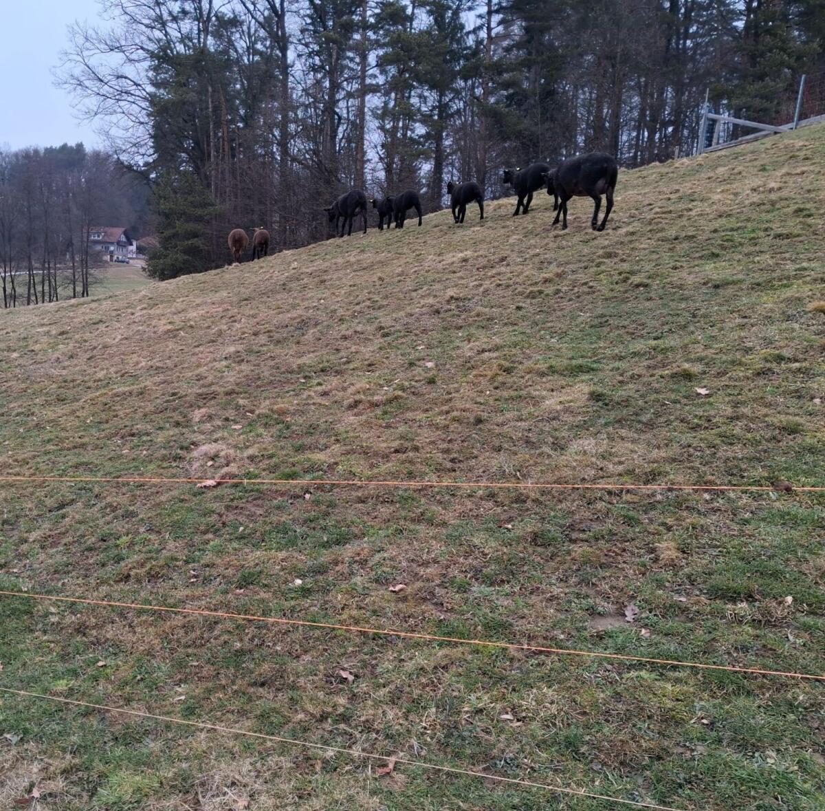 Jura Lämmer männlich 3