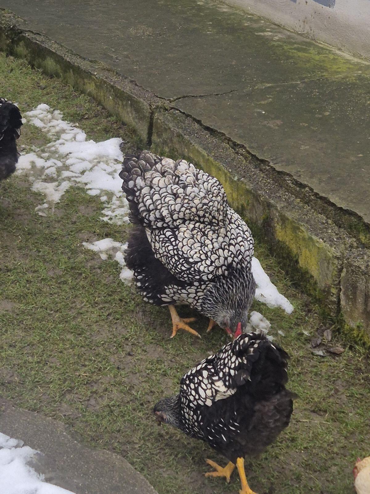 Wyandotten zu verkaufen 2