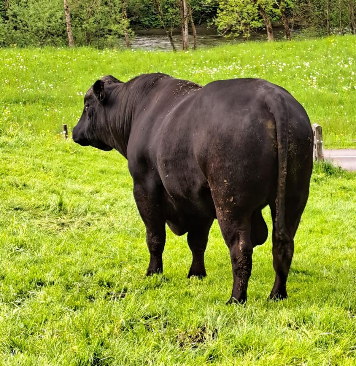 Aberdeen Angus Bulle 3