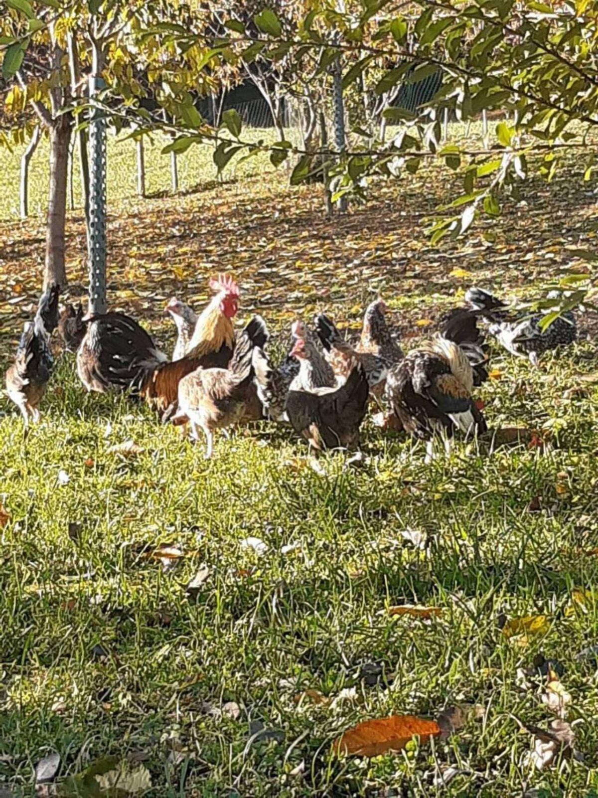 Steinbiperl Bruteier 2