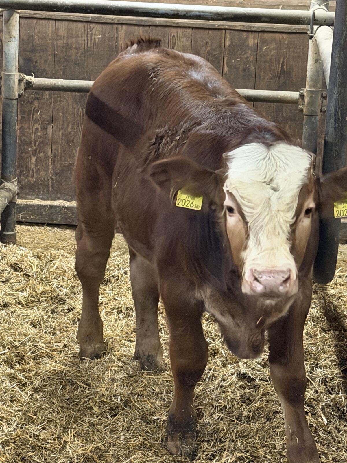 Fleckvieh Bio Einsteller 3