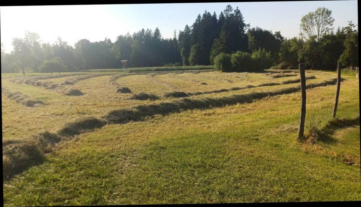 Bio Heu zu verkaufen 2