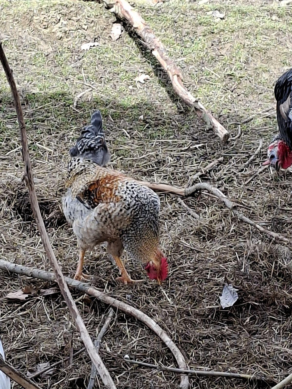 Hähne zu verkaufen 2