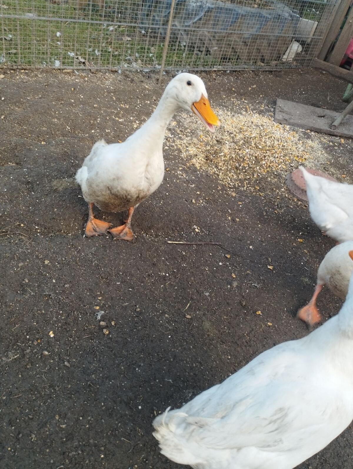 5 Landenten ohne Haube 3