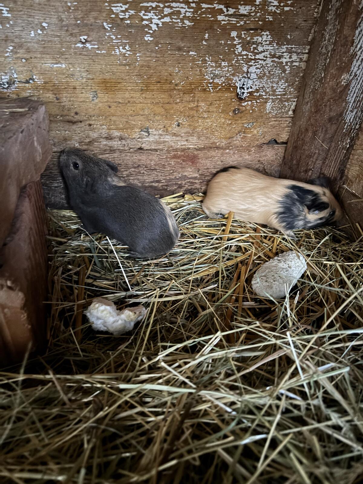 Meerschweinchen 2