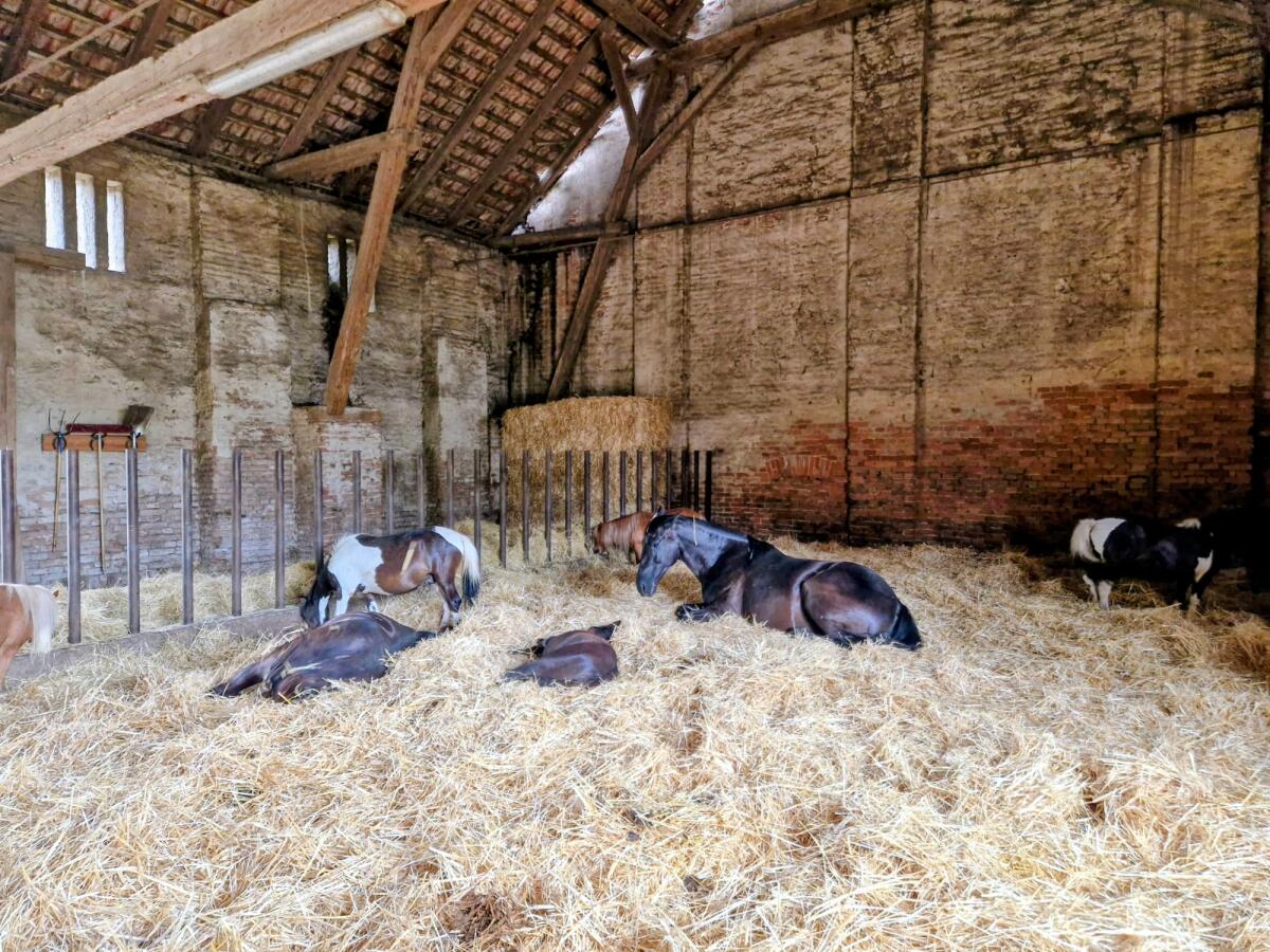 Einstellplatz mit Halle im Reitgut Schloss Niederabsdorf 3