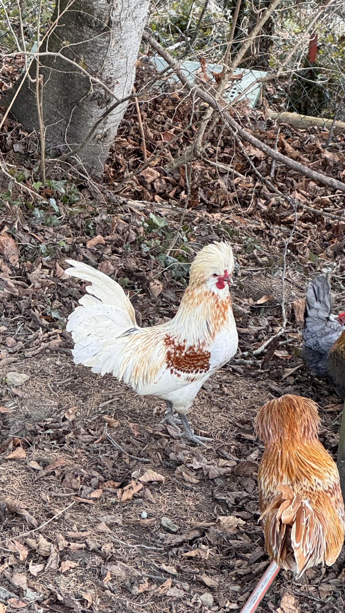 Paduaner Hähne - 2 hübsche Kerlchen 2